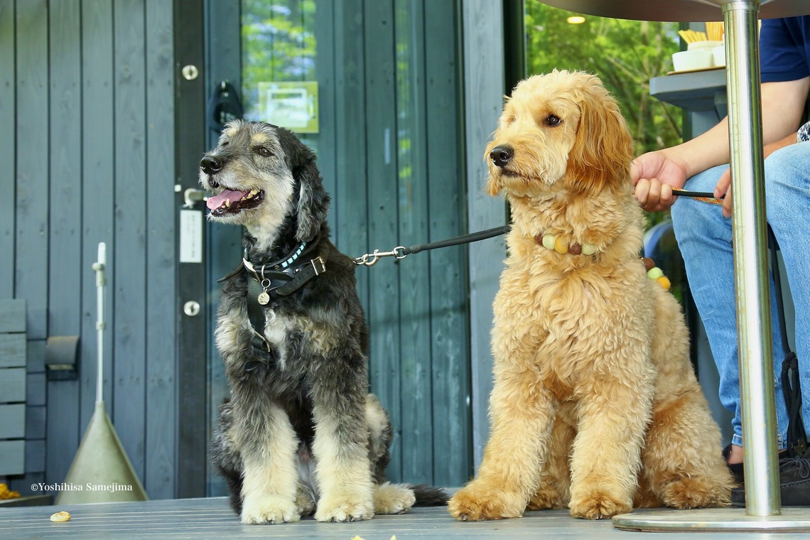 TSD officeが撮影した写真のアルバム「ペット撮影」