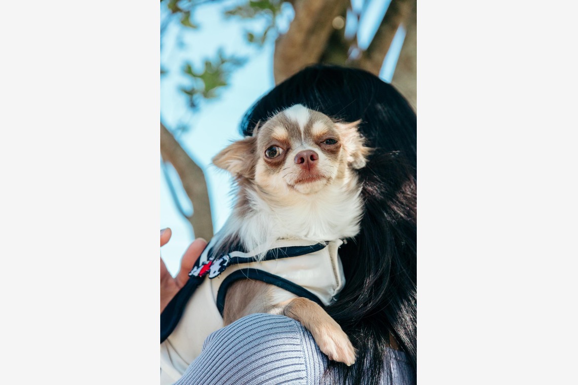 ポートレート沖縄が撮影した「ペット撮影」の写真