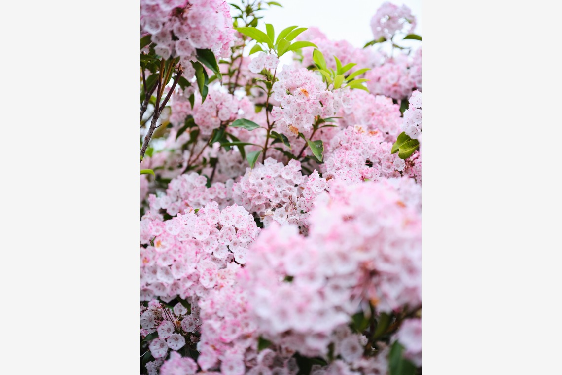 内山慎也が撮影した写真のアルバム「植物」