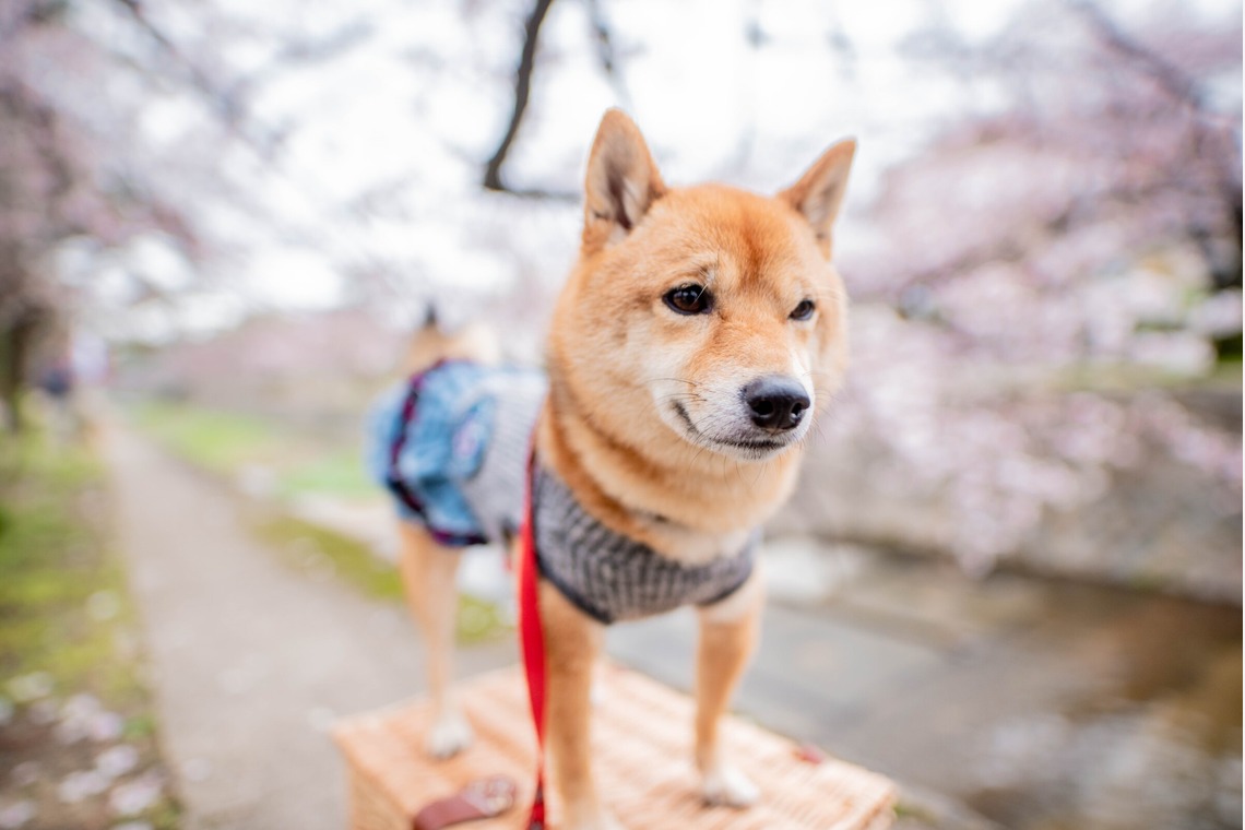 来田 篤典が撮影した写真のアルバム「ペット」