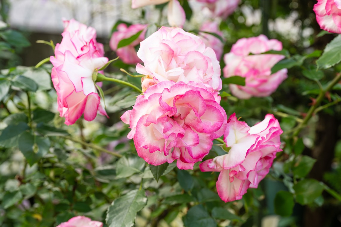 オフィス 芦野が撮影した「番外編（自宅）」の写真