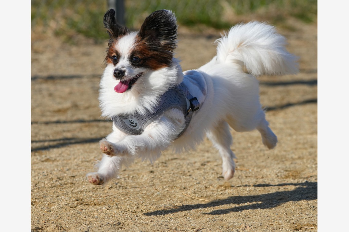 河野慈圓が撮影した写真のアルバム「ペット撮影」