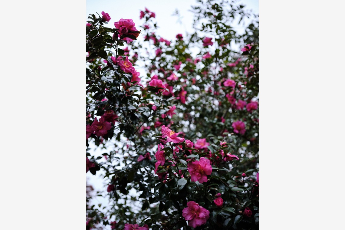 内山慎也が撮影した写真のアルバム「植物」