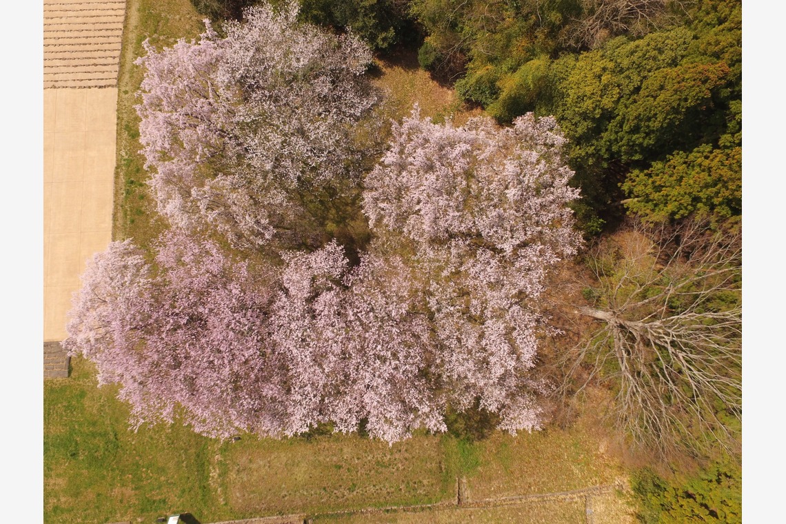 アナハイムエレクトロニクスが撮影した写真のアルバム「桜イベント会場ロケハン」