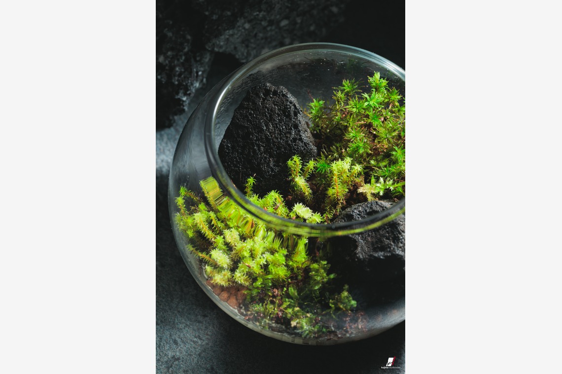 小島　勇次が撮影した写真のアルバム「物撮り」