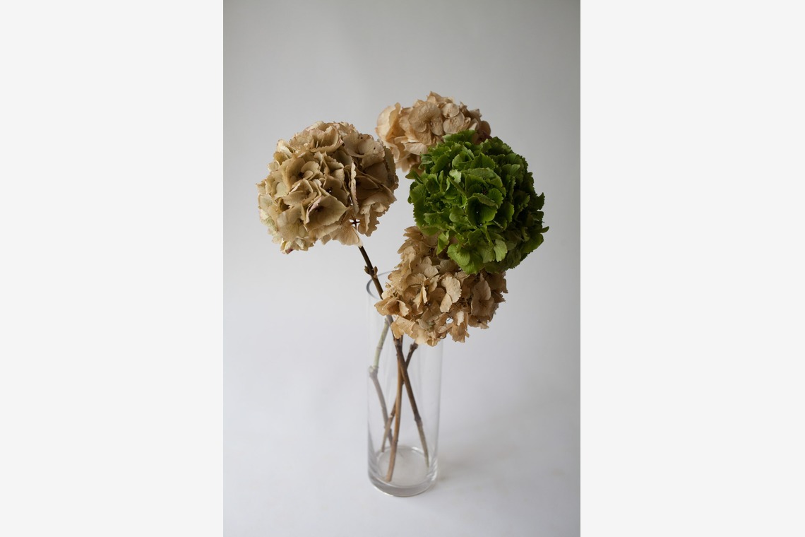 合同会社ENLIGHTENMENTが撮影した「スティル・ライフ」の写真