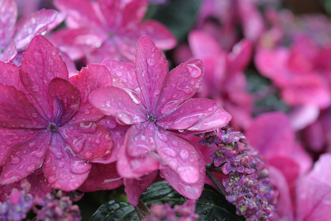 白石隆一郎が撮影した写真のアルバム「食べ物と物撮り」