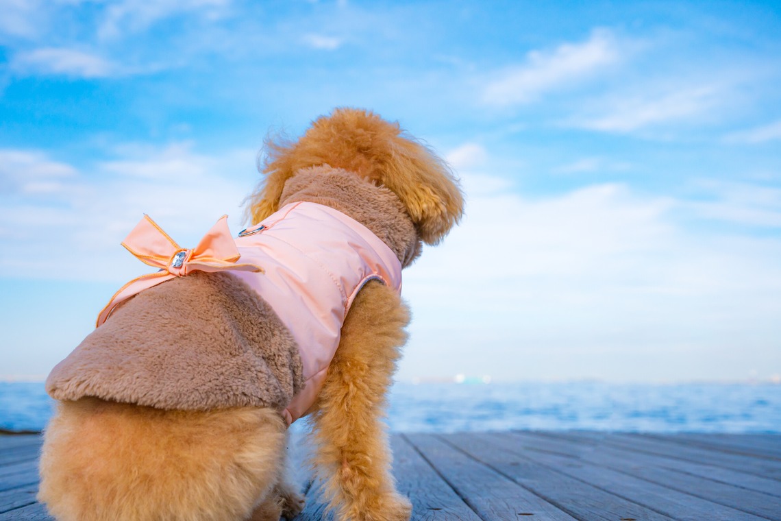 高木勇斗が撮影した「トイプードル」の写真