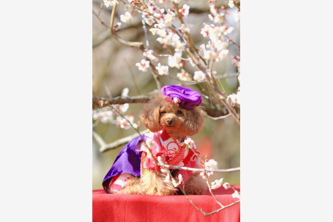 高橋 透（Coo&Sea STUDIO代表）が撮影した写真のアルバム「梅de撮影会＠小田原」