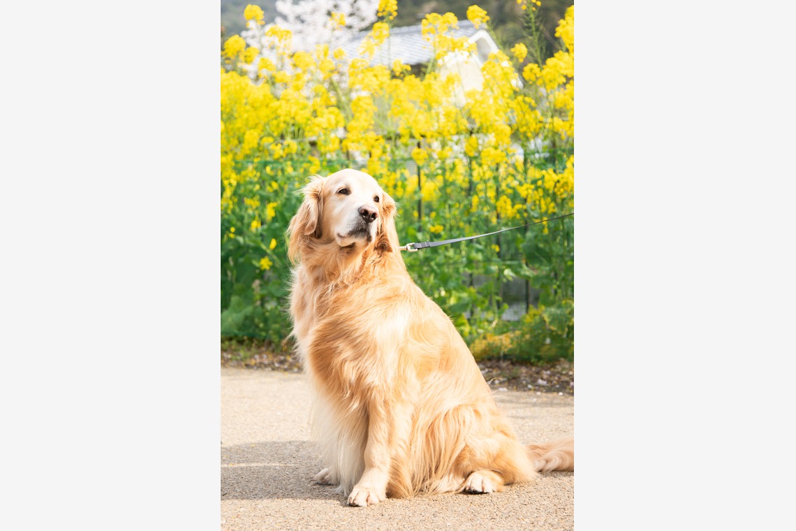 スマイルグローバルフォトが撮影した写真のアルバム「わんちゃん」
