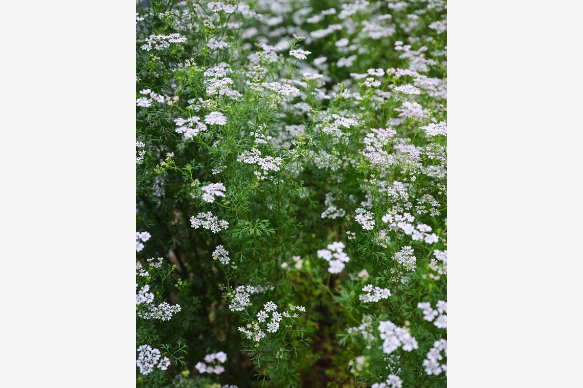 内山慎也が撮影した「植物」の写真