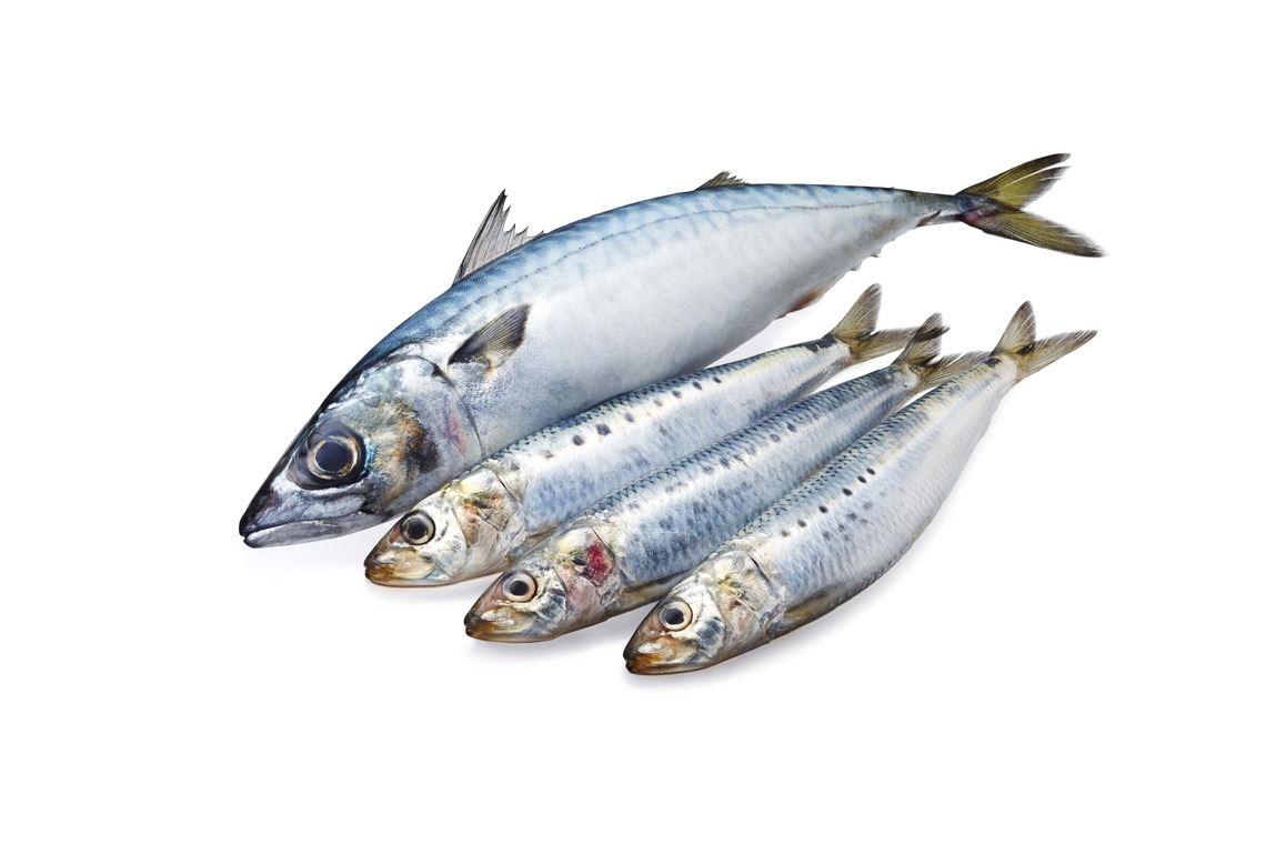 西原毅が撮影した「野菜、他」の写真