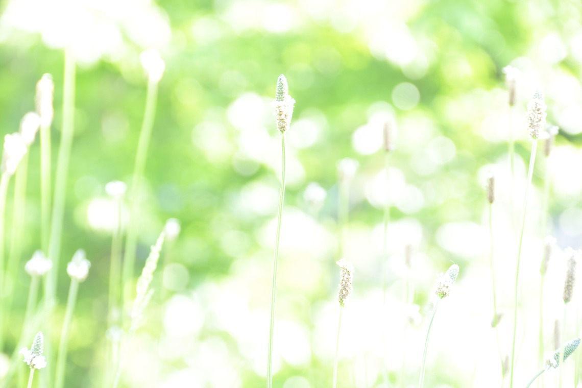 photoartistRYOTAが撮影した「」の写真