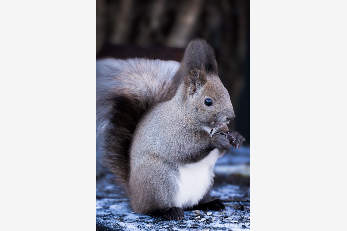 高木勇斗が撮影した「風景」の写真