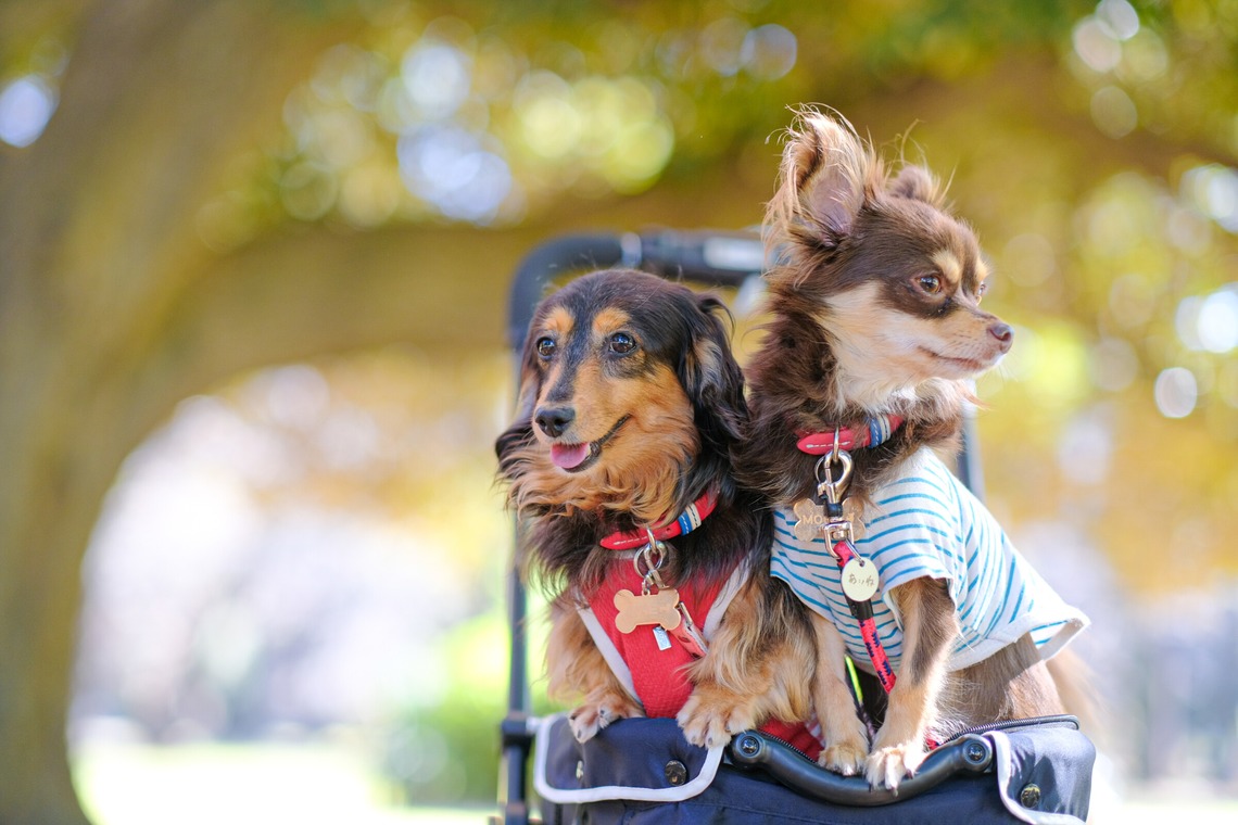 杉本 周平が撮影した「人物・ポートレート・プロフィール写真」の写真