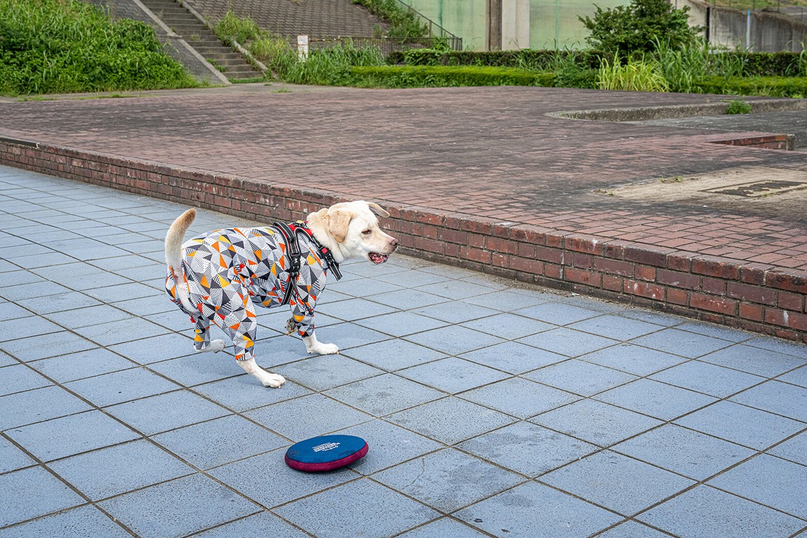 吉田佳央が撮影した「DOG SHOOTING」の写真