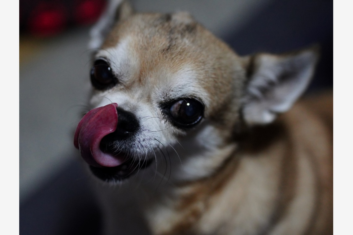 鈴木賢志が撮影した「ペットは大切な家族」の写真