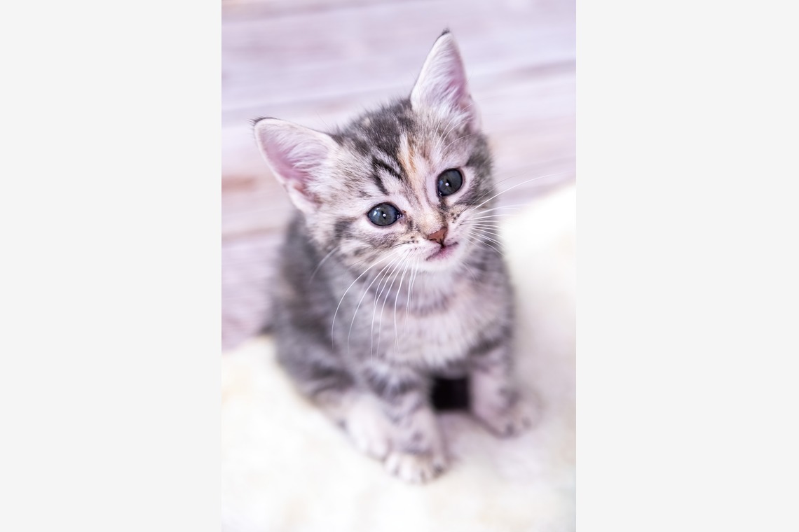 本郷直人が撮影した写真のアルバム「ブリーダー」