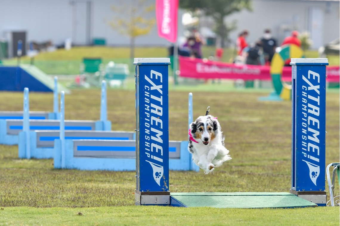 スタジオファンタスが撮影した「ドッグスポーツエクストリーム」の写真
