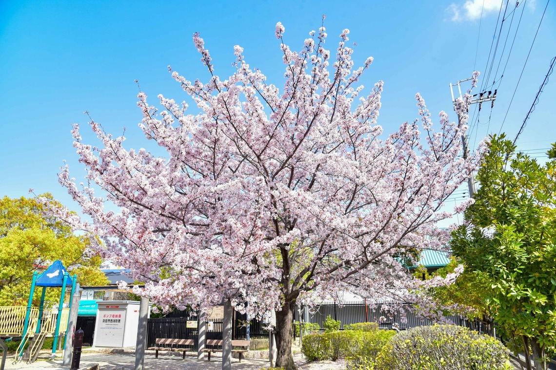 Bus Driver Photo NAKAMOTOが撮影した写真のアルバム「イベント撮影_スマホ講座」