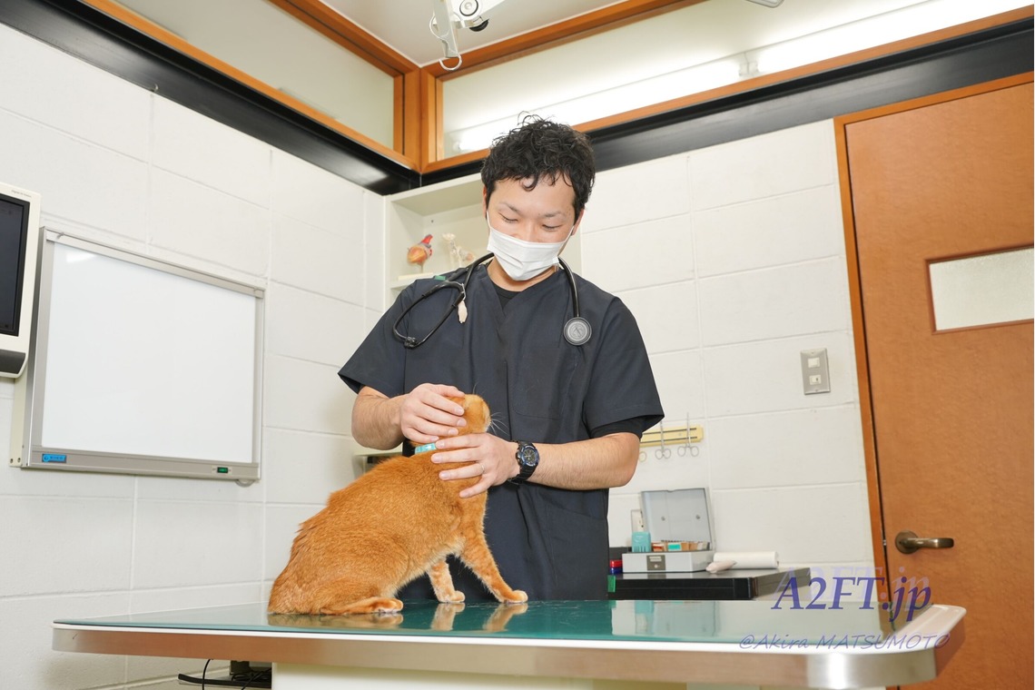 A2FT.jpフォトグラファーまつもとあきらが撮影した「2021年1月 緑が丘動物病院様」の写真
