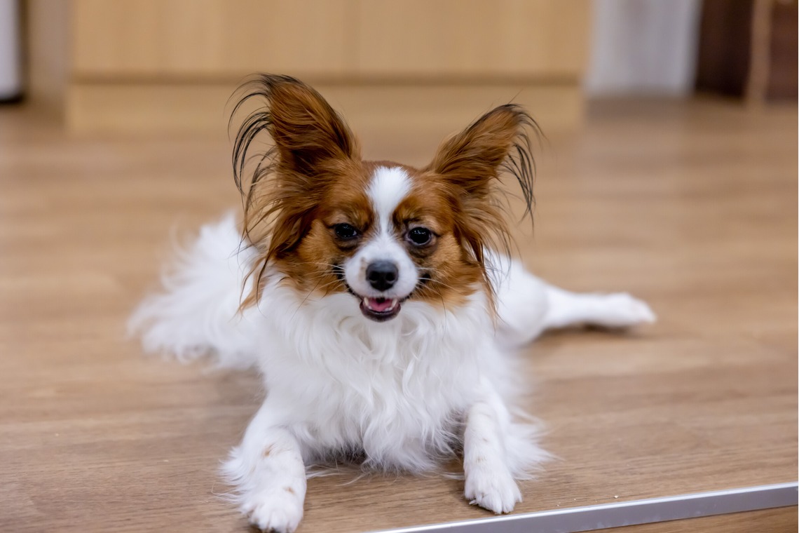 沖山俊樹が撮影した「ペット_20230414_RIO吉祥寺」の写真