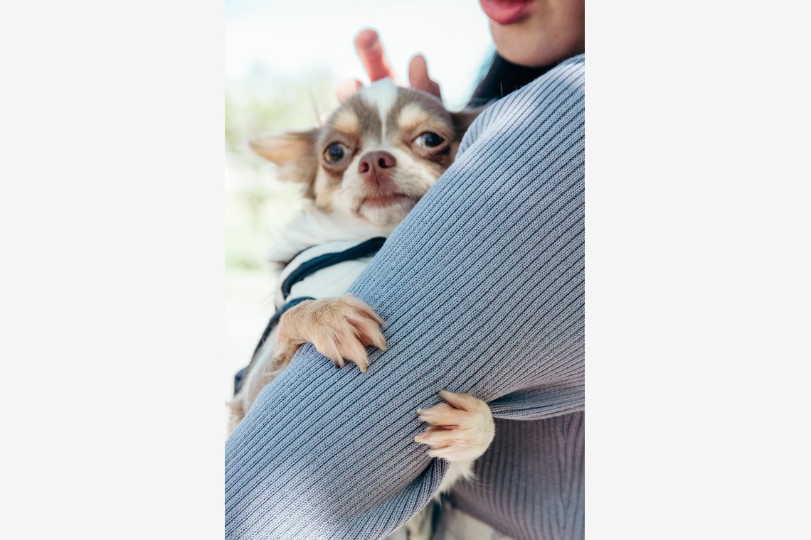 ポートレート沖縄が出張撮影した家族写真(キッズ,ベビーフォト)などが写った「ペット撮影」の家族写真