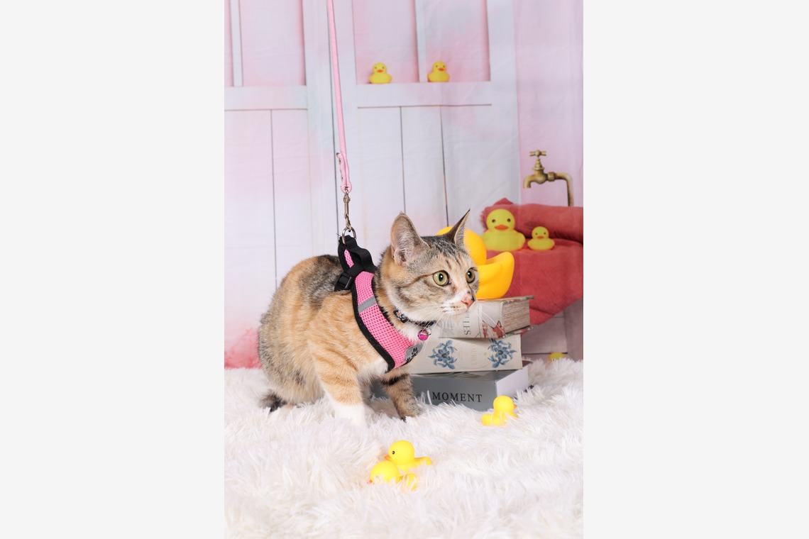 WithshopJapanが撮影した「ペット撮影」の写真