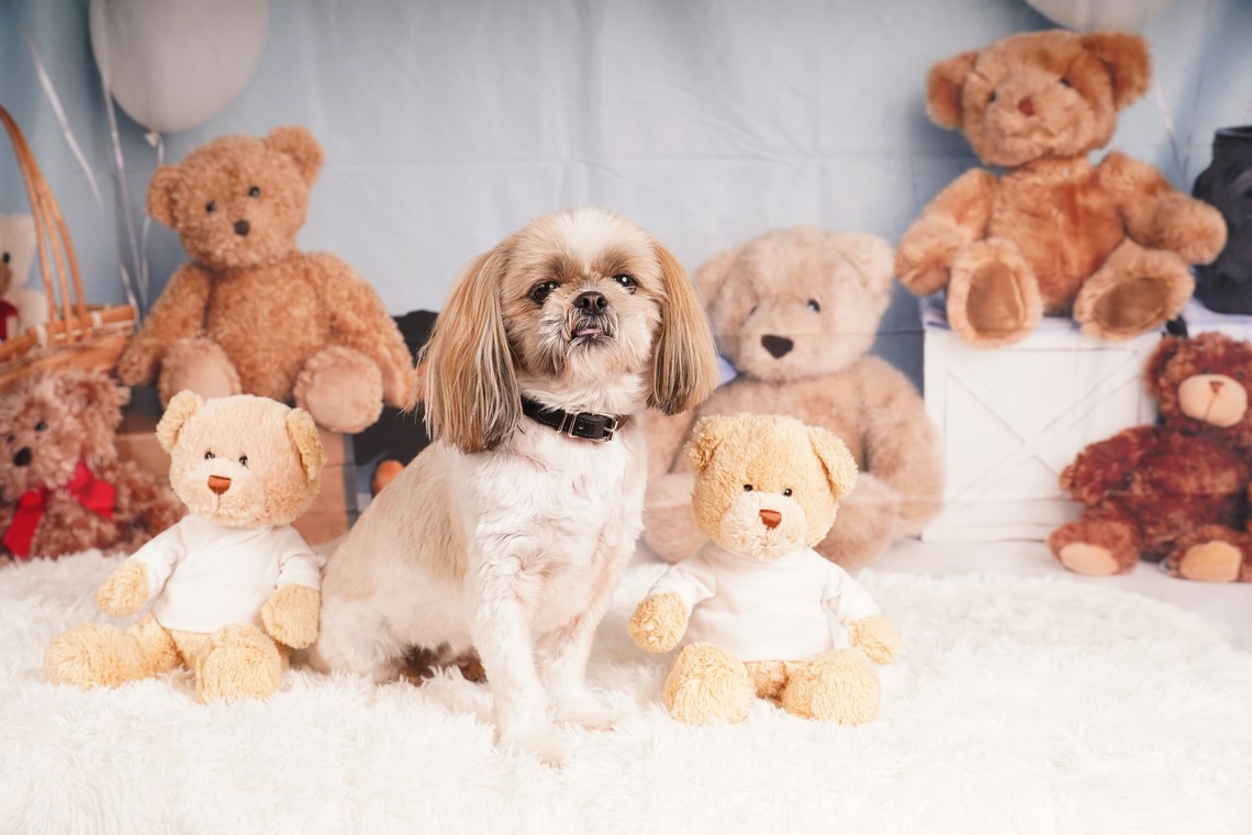 スタジオ　まるが撮影した「ペット撮影」の写真