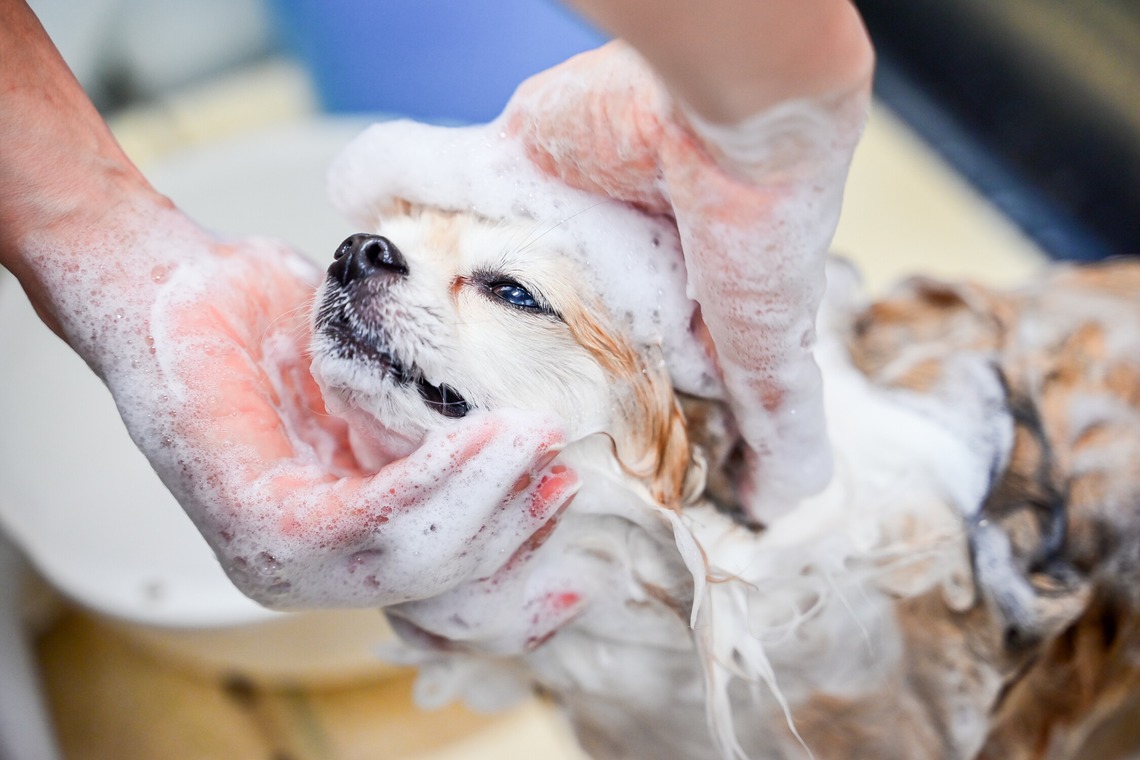 出張撮影 中村まみこが撮影した「トリミングサロンHP用撮影」の写真