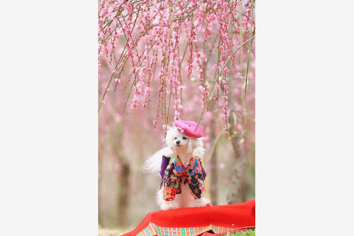 高橋 透（Coo&Sea STUDIO代表）が撮影した写真のアルバム「梅de撮影会＠小田原」