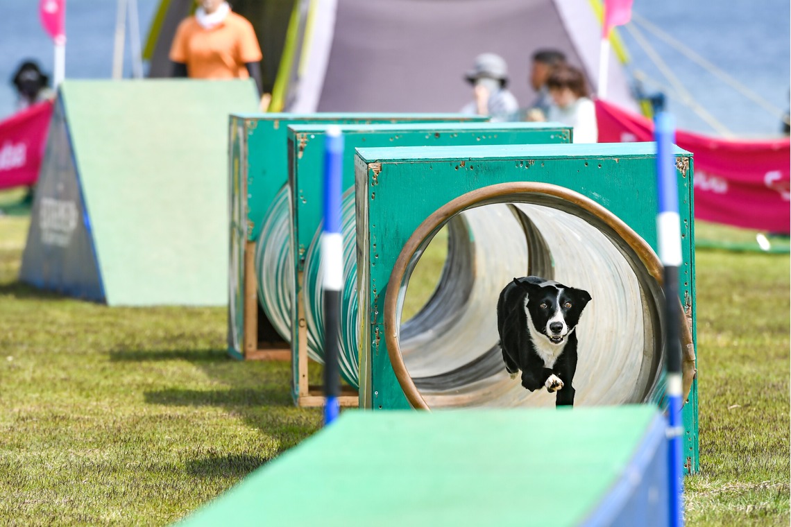 スタジオファンタスが撮影した「ドッグスポーツエクストリーム」の写真