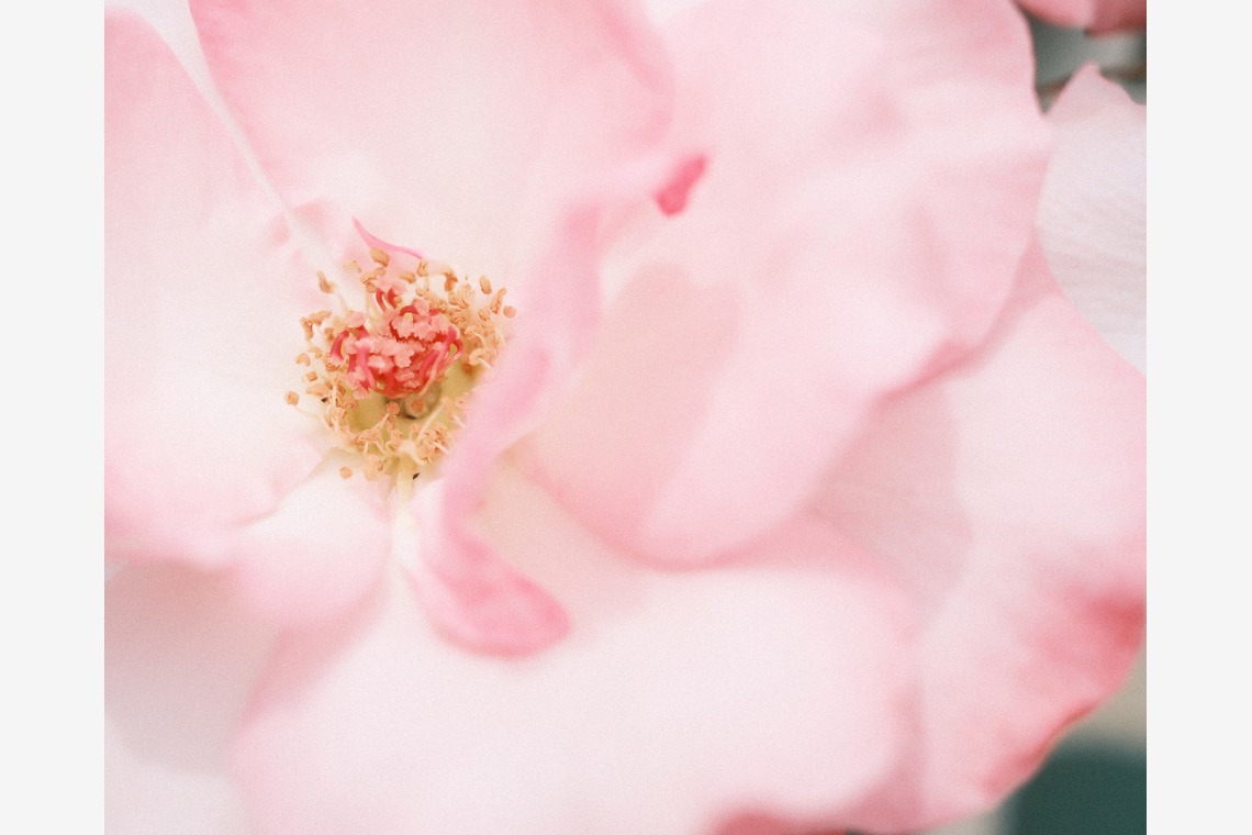 岡村公平が撮影した「物撮り」の写真