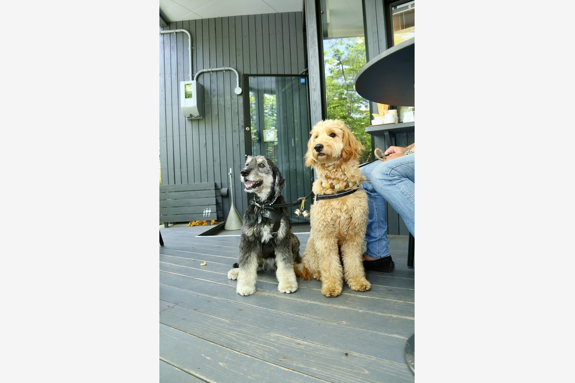 TSD officeが撮影した写真のアルバム「ペット撮影」