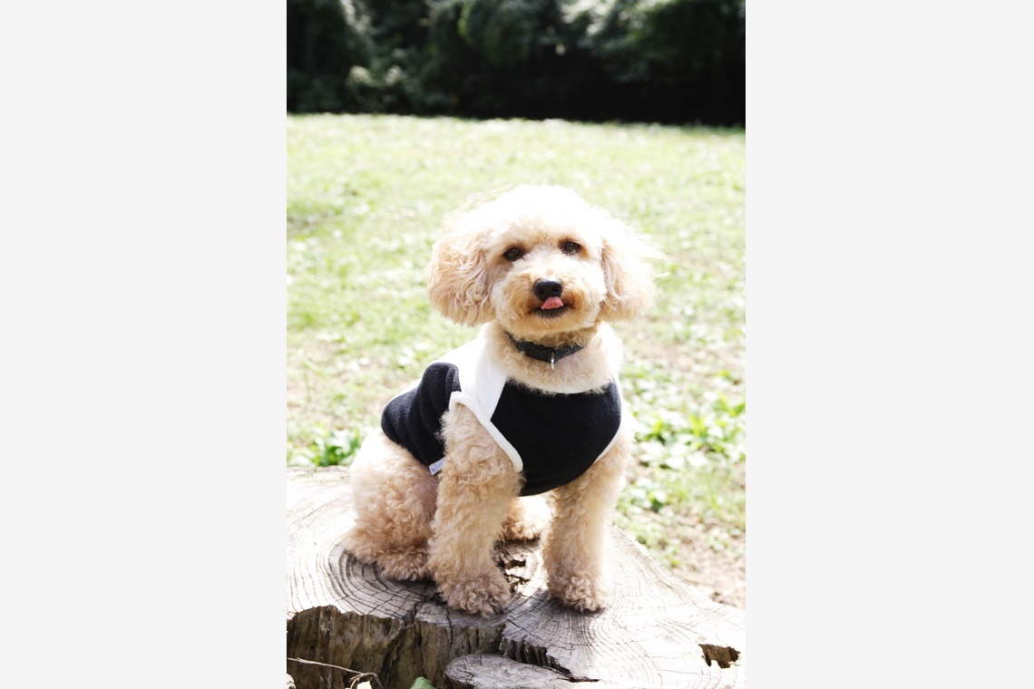 森安　照が撮影した「ペット撮影（犬・猫）」の写真