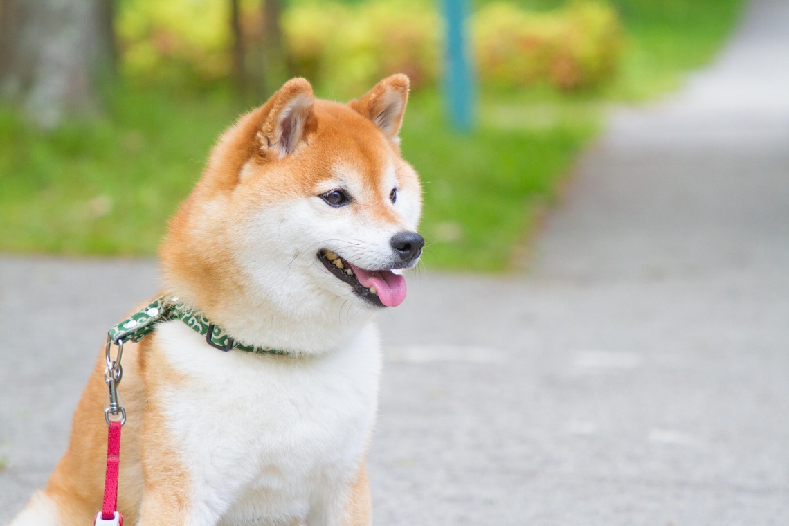 インスタントソイ合同会社　井上泰徳が撮影した「ワンちゃん撮影」の写真