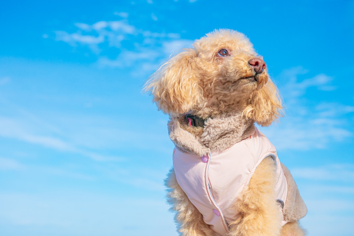 高木勇斗が撮影した「トイプードル」の写真