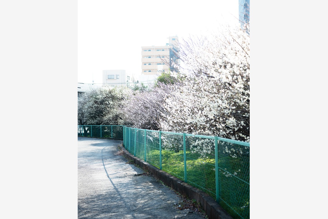 内山慎也が撮影した「植物」の写真