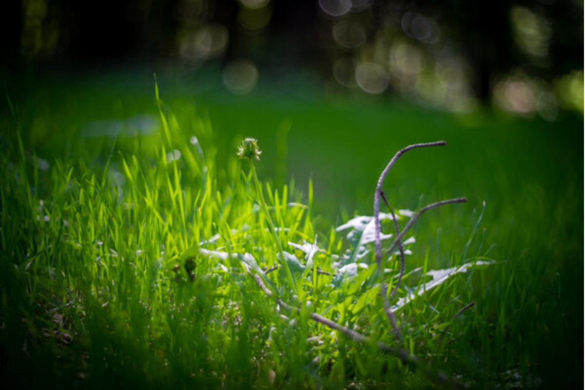 手塚隆弘が撮影した「気ままに」の写真