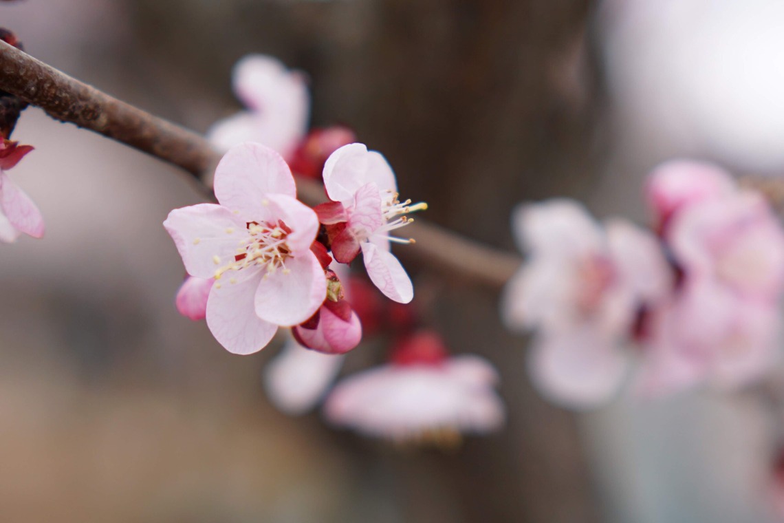 出張撮影のメモリーズが撮影した「nature-アラカルト」の写真