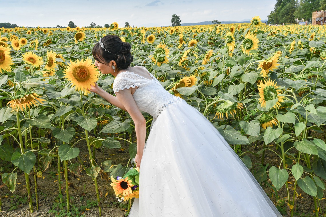 Album of the Honeymoon Photo Shoot taken by DESIGN STUDIO EE - Hokkaido Sun flower wedding photo