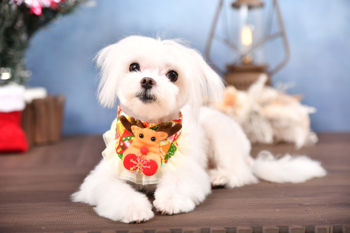 Photo la feliceが撮影した「Photo la felice」の写真