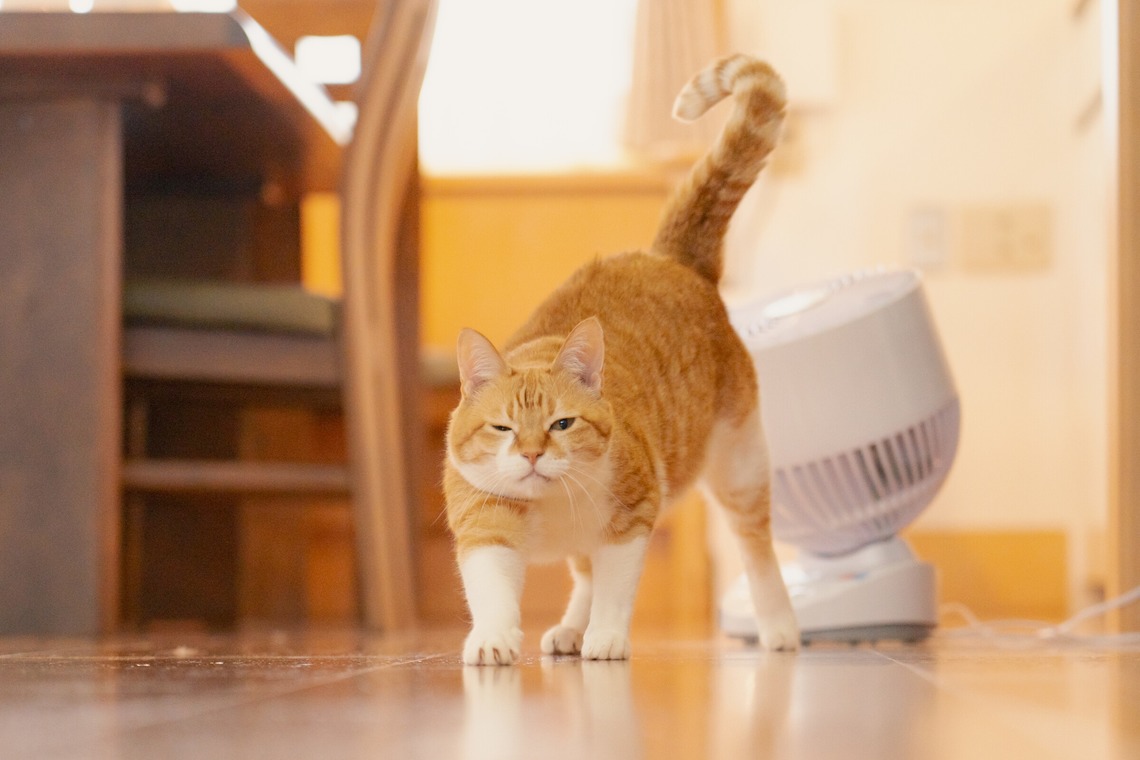 blankが撮影した「商品撮影」の写真