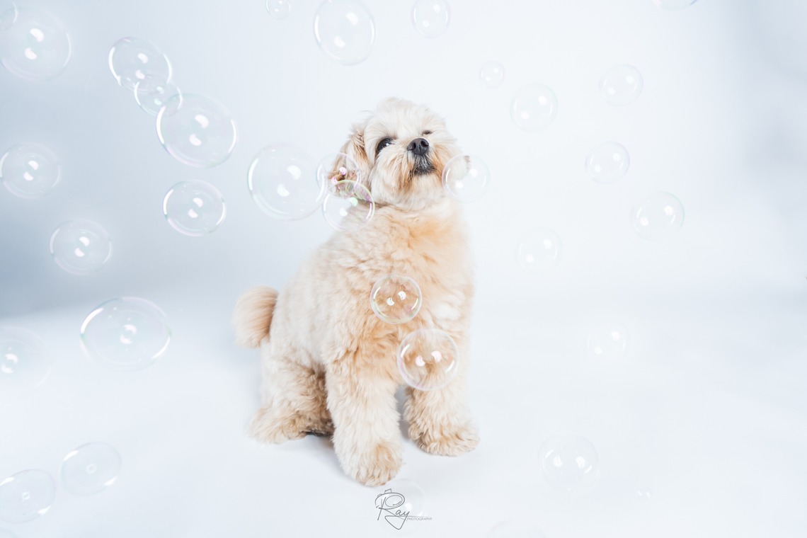 Ray Yamaguchiが撮影した写真のアルバム「ペット撮影」