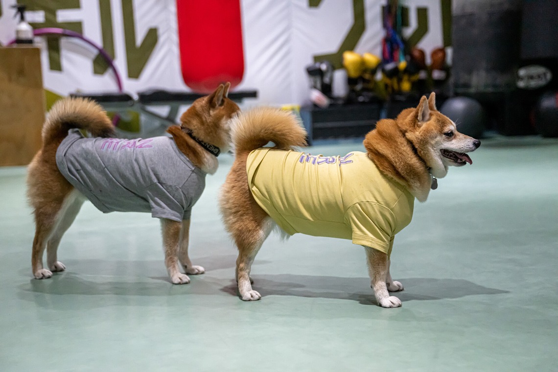 吉田佳央が撮影した「DOG SHOOTING」の写真