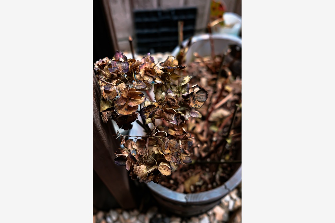 KotobukiPhotosが撮影した写真のアルバム「ストリートスナップ」