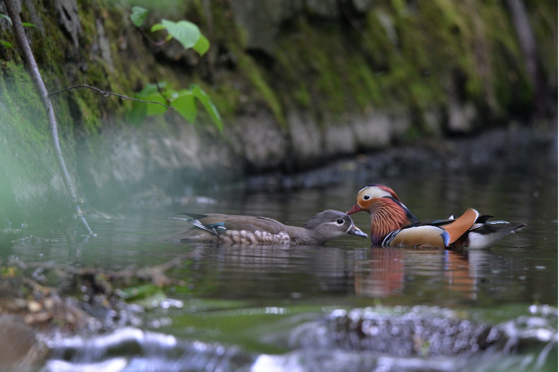 山口奈緒が撮影した「プライベートでの撮影（野生動物）」の写真