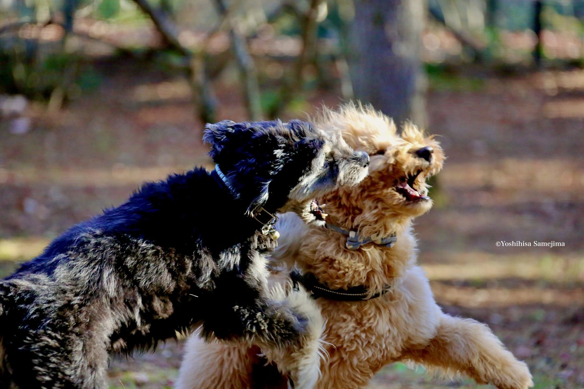TSD officeが撮影した「ペット撮影」の写真
