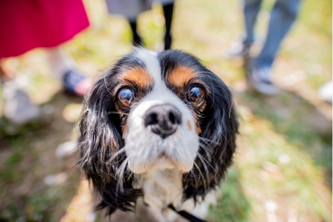 来田 篤典が撮影した「ペット」の写真