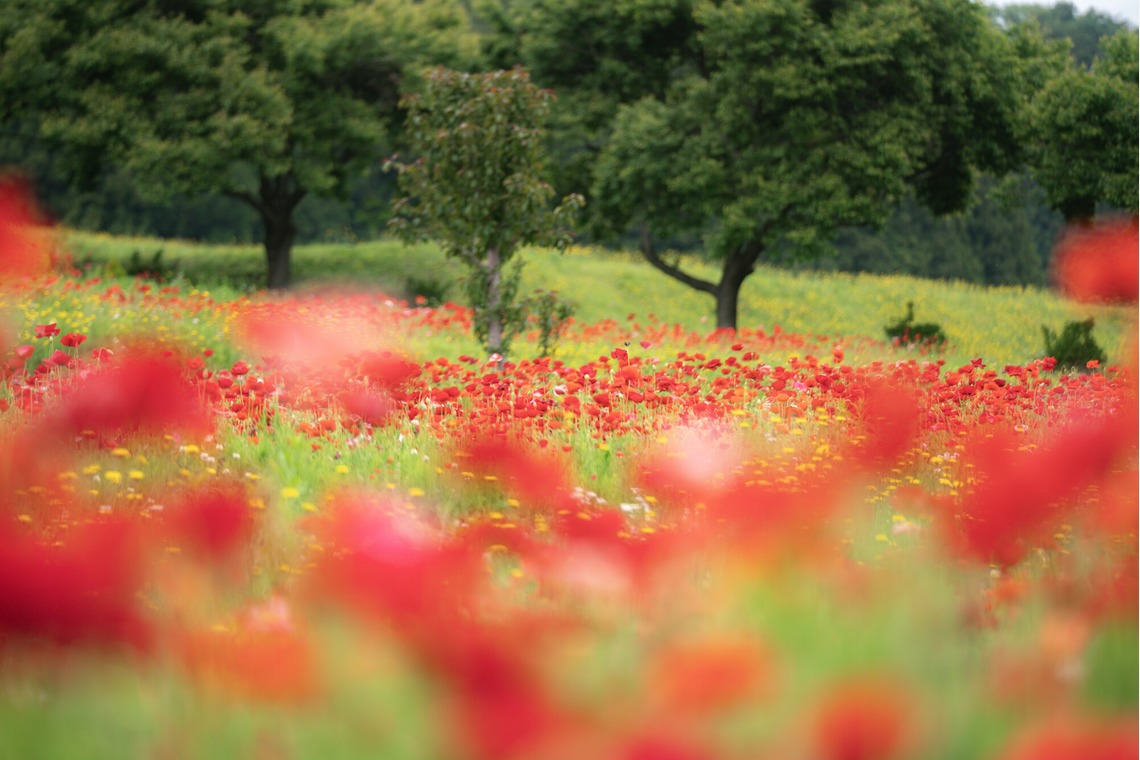 村のくまが撮影した写真のアルバム「風景」